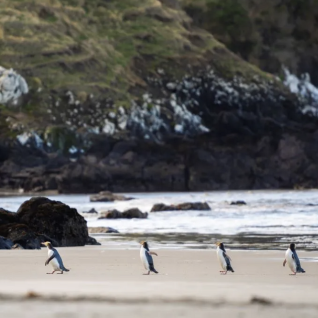 Wildlife Tour in New Zealand