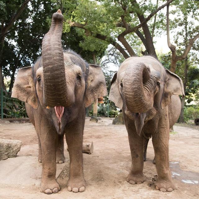 A Day with Elephants