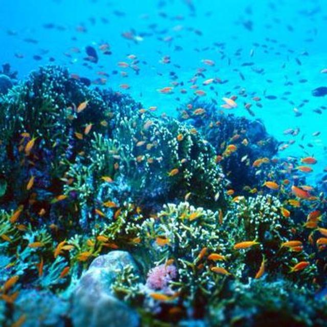 Snorkeling Excursion in Thailand
