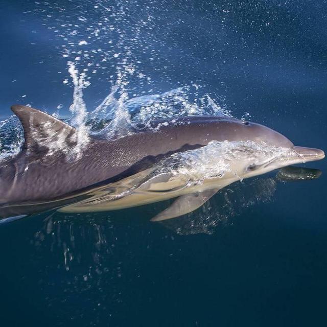 Dolphin Swim in Kaikoura, New Zealand