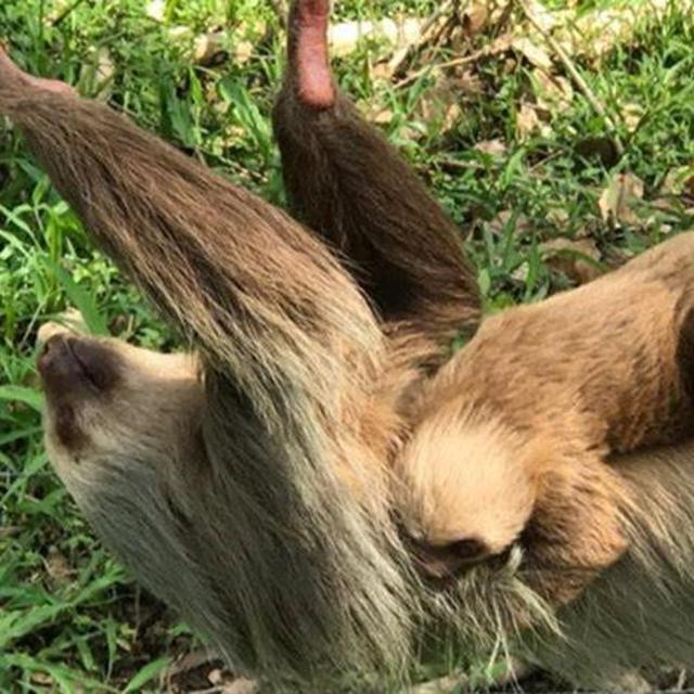 Honeymoon Activity: Wildlife Rescue Center