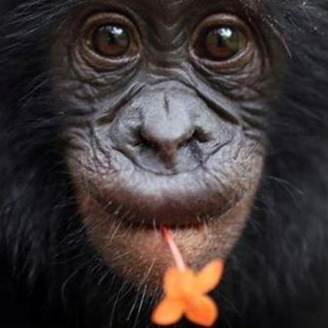 Donate in Our Honor: Lola Ya Bonobo
