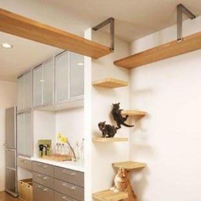 Our Cat Highway Fund