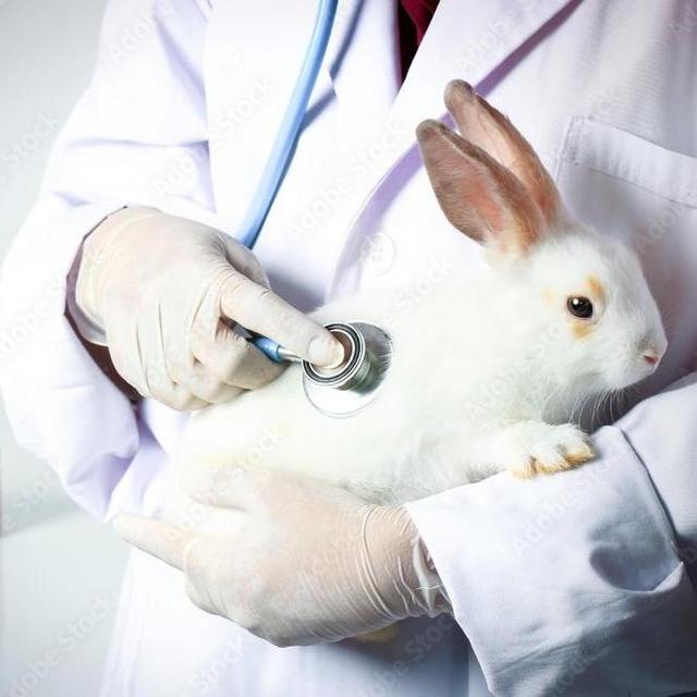 Our Rabbit Doctor Fund