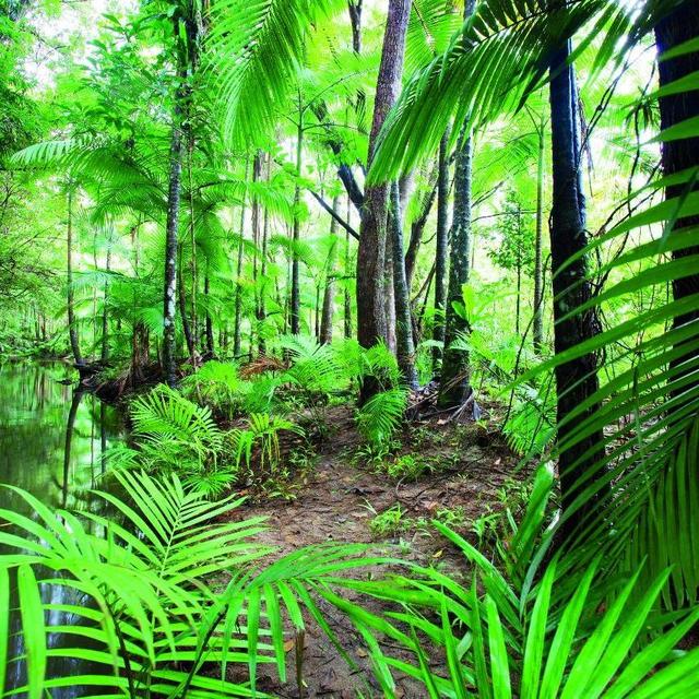 Hotel Night in Daintree Rainforest