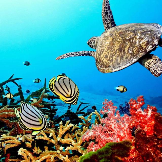 A Day of Snorkeling in the Great Barrier Reef