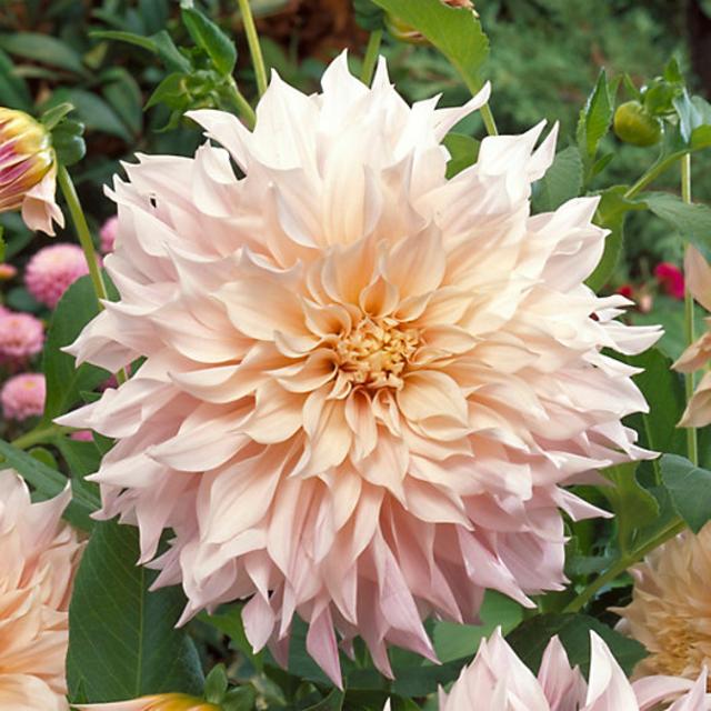 ‘Cafe Au Lait’ Dahlia Bulbs