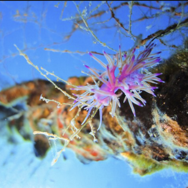 Scuba diving in Mykonos