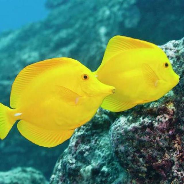 Honey Highlights: Snorkeling at Yal-Ku Lagoon