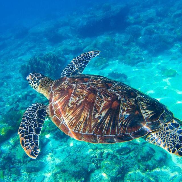 Honeymoon Highlights: Swimming with Sea Turtles