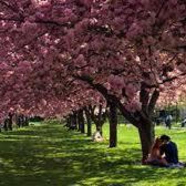 Brooklyn Botanical Gardens Annual Membership