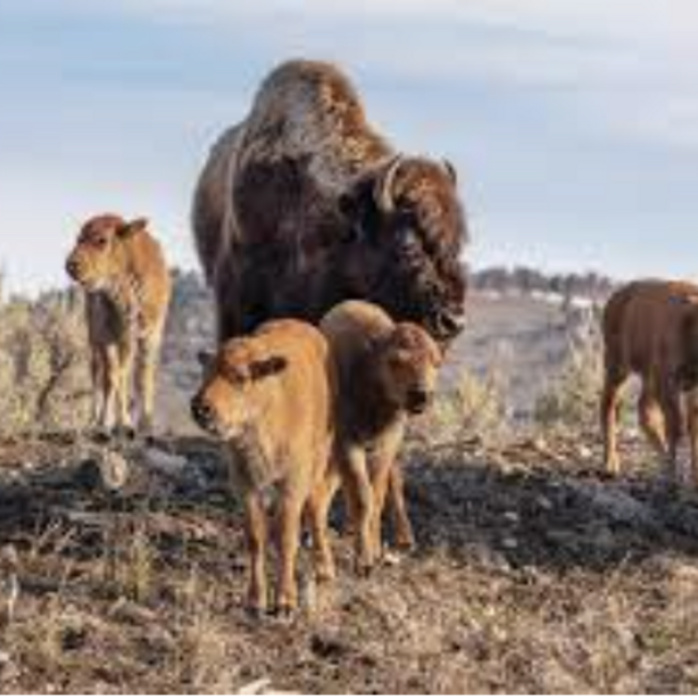 Private Wildlife Tour - Yellowstone