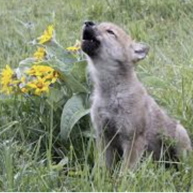 Grand Tetons Wildlife Safari