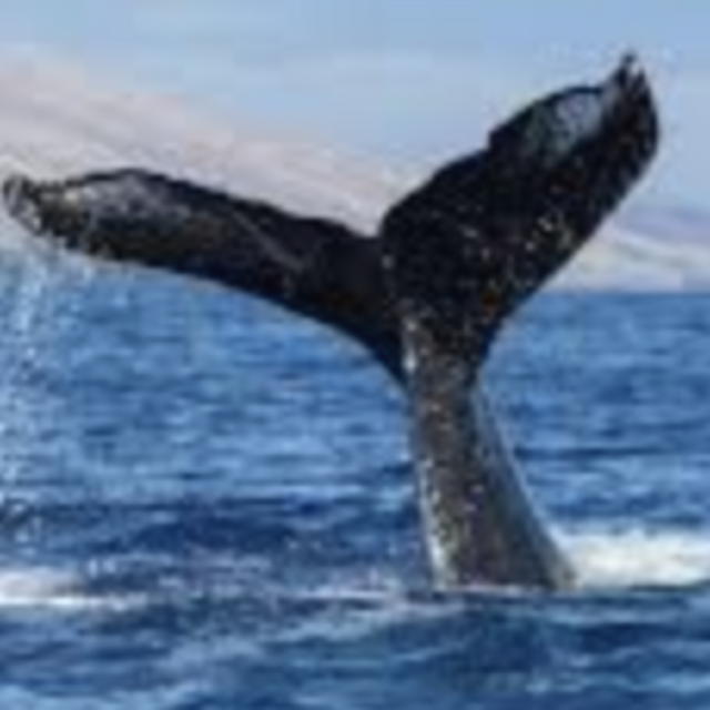 Whale Watching & Dinner Cruise