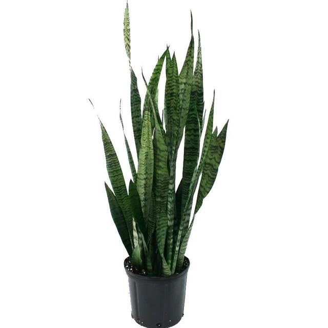 8-3/4 in. Sansevieria Zeylanica in Pot
