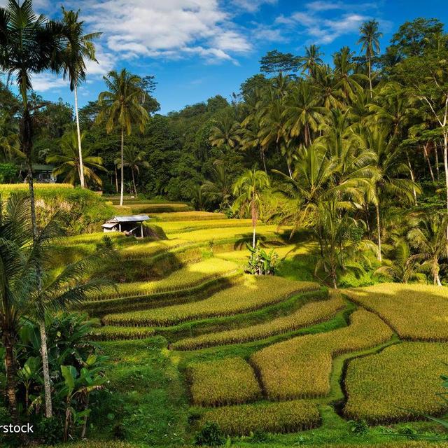 Night at Bali Hotel (Ubud)