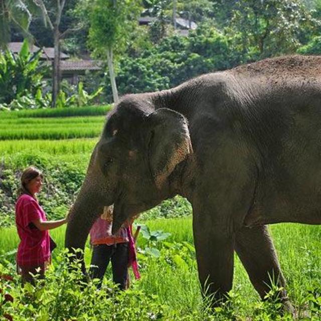 Elephant Experience