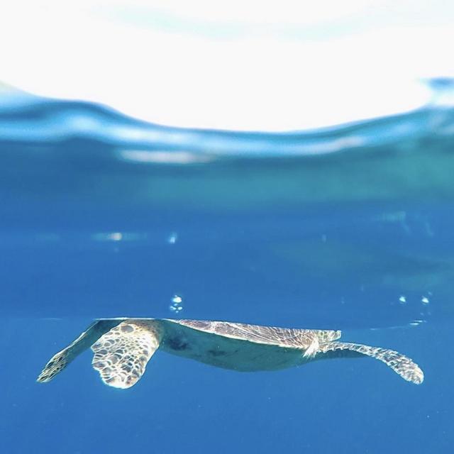 Snorkel Adventure Off of Efate