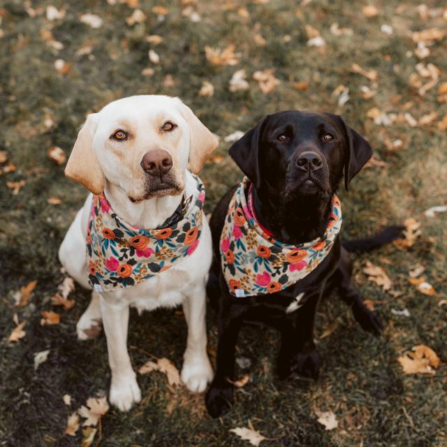 Wag! Walks for Zoey & Charlie