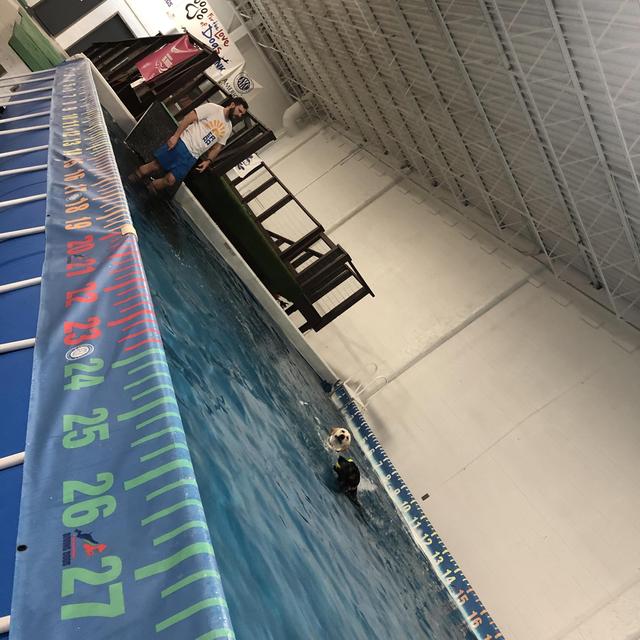 30 min of indoor swimming for the dogs in the winter