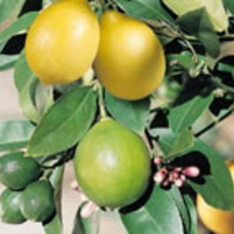 Organic Meyer Lemon (Barerooted)