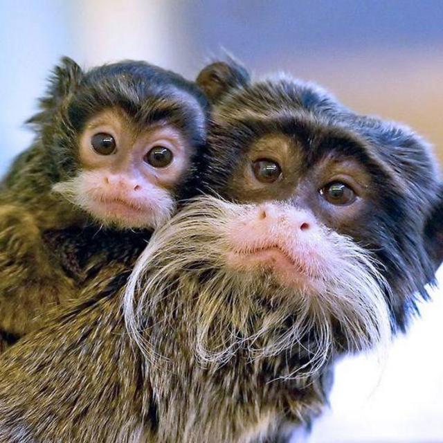 Utah's Hogle Zoo Membership