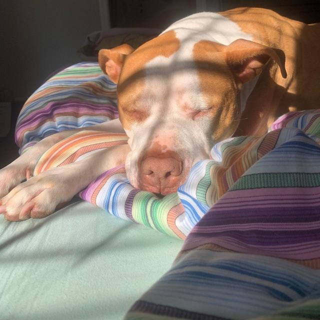 Lucy Goes to Camp For Our Honeymoon