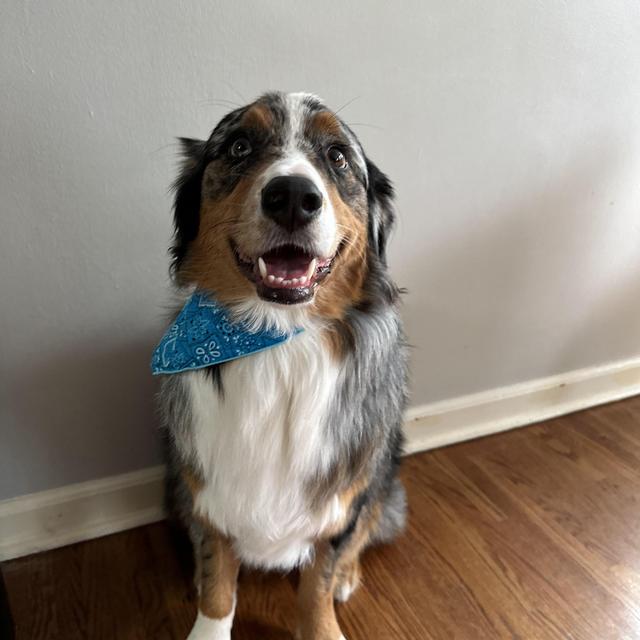 Dog Boarding