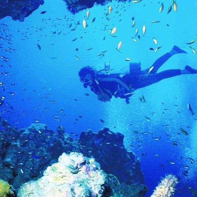 Scuba Diving & Shark Cage Diving