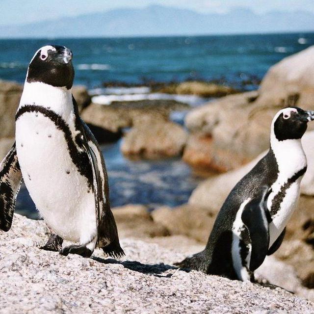 Kayak to visit the penguins at Boulders Beach