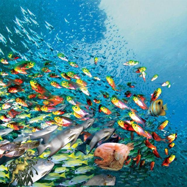 Fishing Trip in Turks & Caicos