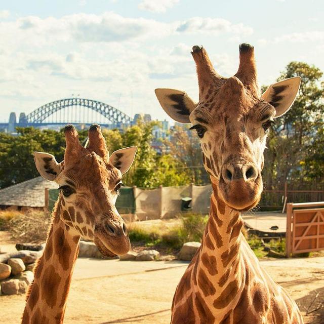 Taronga Zoo Sydney