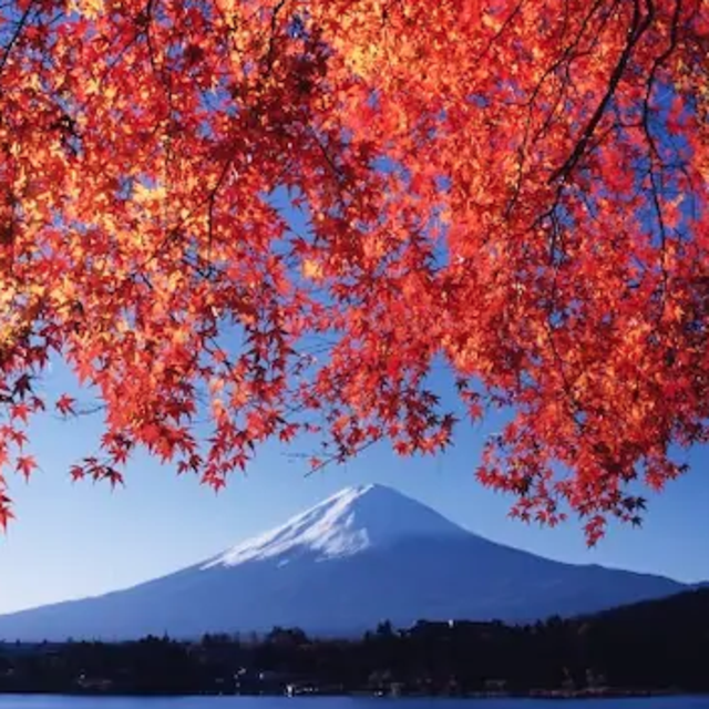 Japan Honeymoon Fund