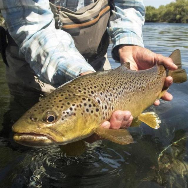 Private Fly Fishing Lesson