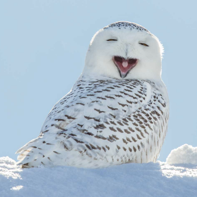 Snow Owl Benefit Donation (dumb and dumber reference )
