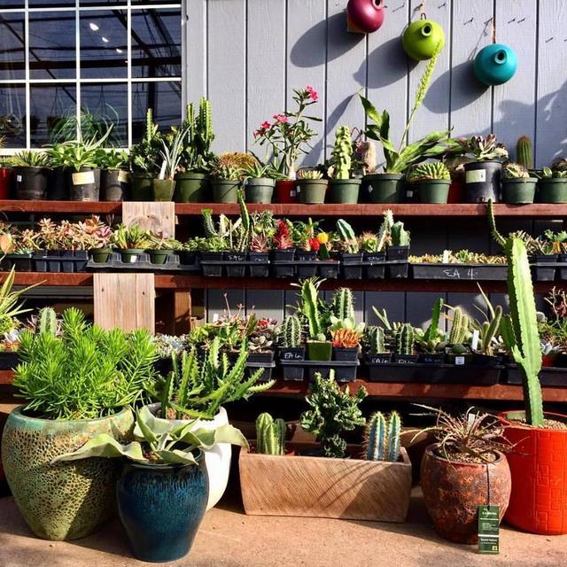 Redenta's Garden - Gift Certificate