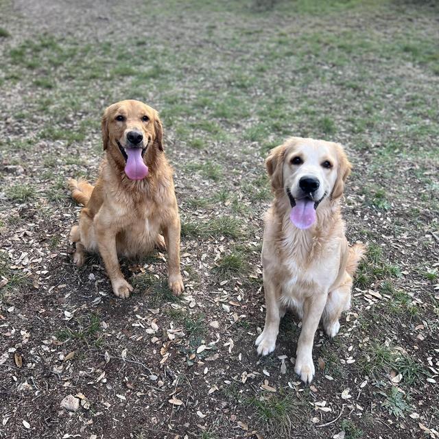 Our Golden Retriever Fund