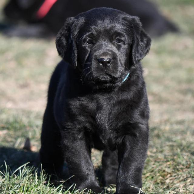 Help us get a puppy!