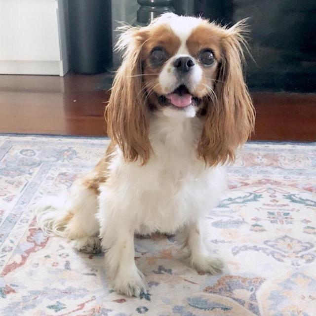 Year's Supply Of Pet Treats