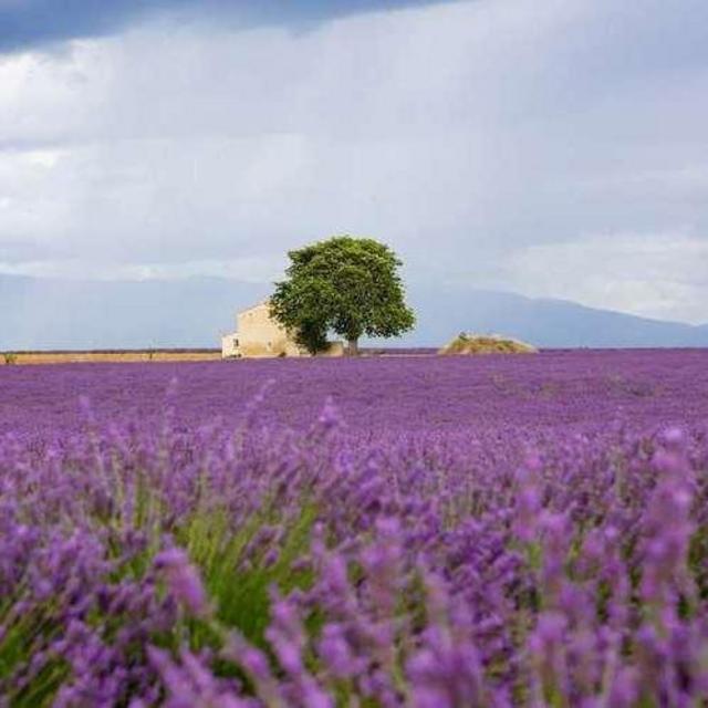 Honeymoon Private Driver Tour Provence Lavender fields (4 Hours)