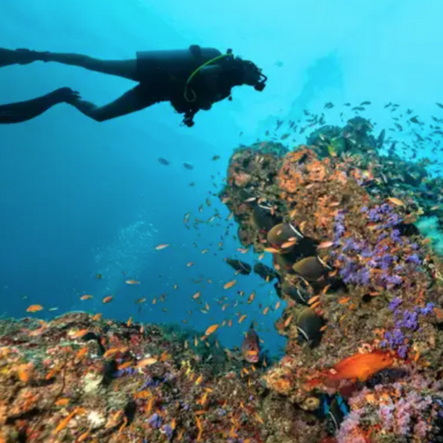 Scuba Diving Excursion in the Maldives