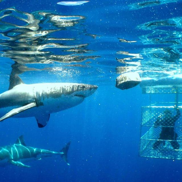 Cape Town Shark Cage Diving