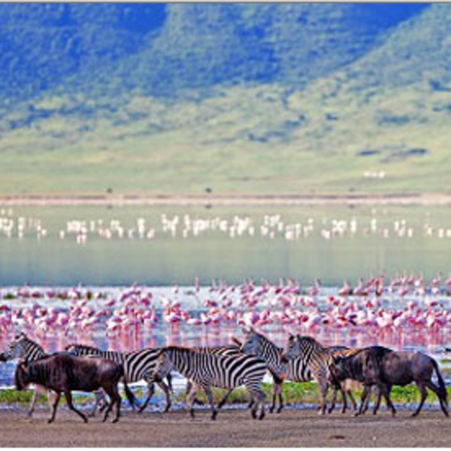 Ngorongoro Crater Day Trip! Awww Yea!