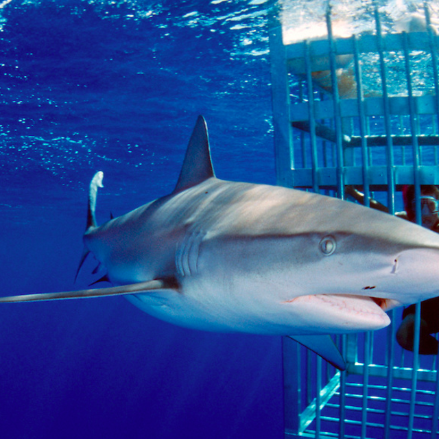 Great White Shark Cage Diving! Chomp Chomp!