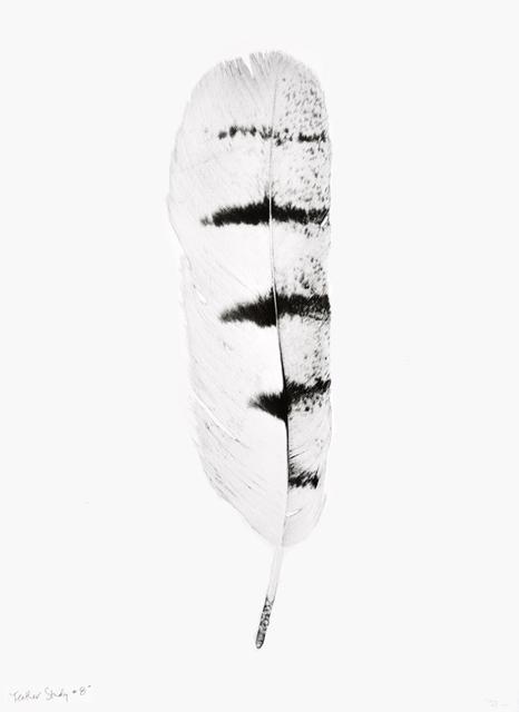 Feather Study #8 Print