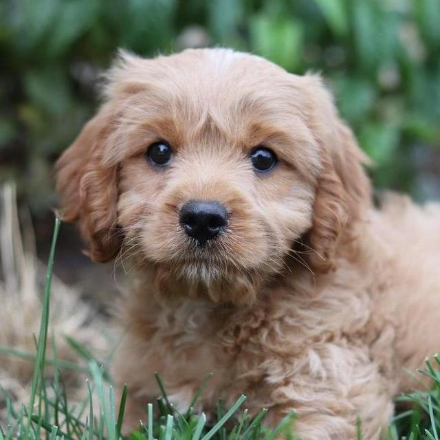 Cavapoo Fund