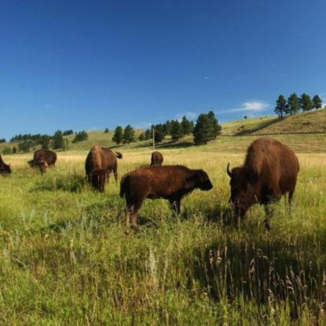 Badlands National Park - Custer State Park: 1836 - 1906
