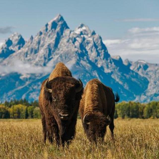 Yellowstone National Park - Grand Teton National Park: Meile 3342 - Meile 3382