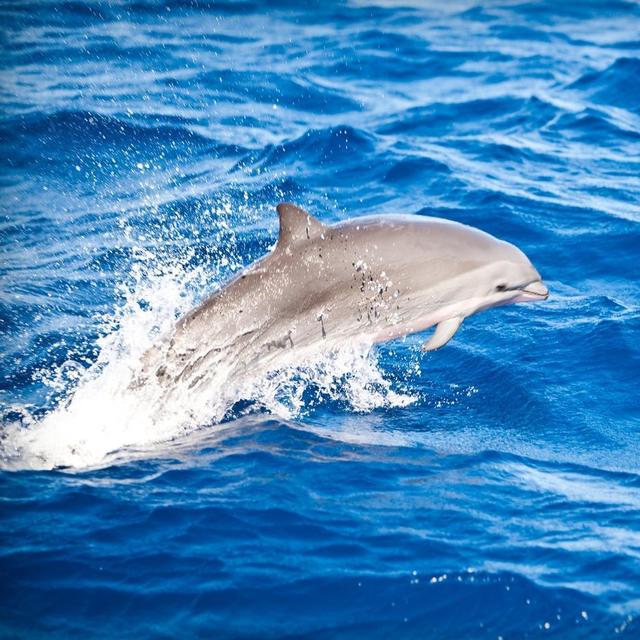 Dolphin and Whale Watching