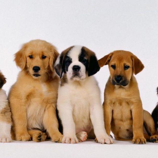 Our Future Puppy Fund